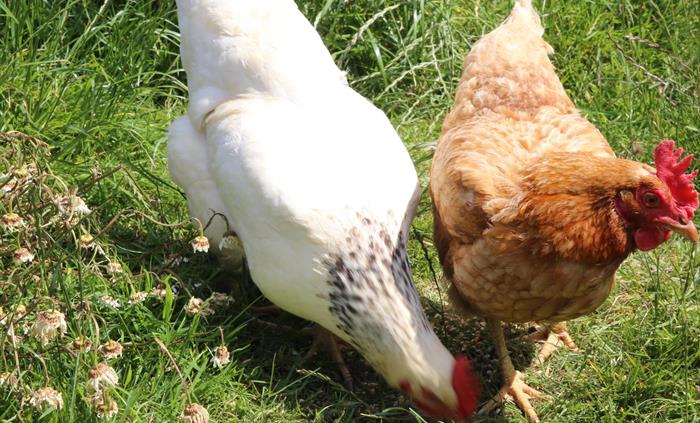 taste the delightful free range eggs left on your welcome tray, together with the home made cakes.